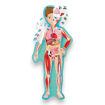 Picture of SASSI SCIENCE THE HUMAN BODY